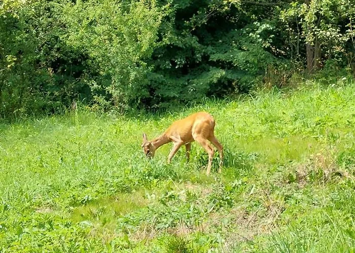 בית נופש Pod Tylka Grywald